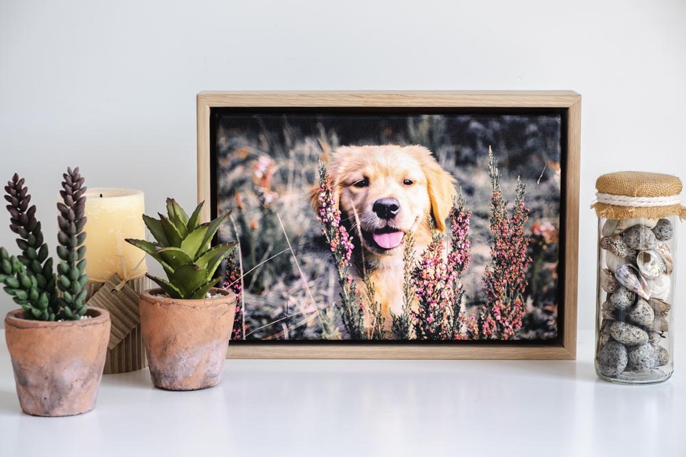 Pets in Focus, Boxed Canvas Artwork