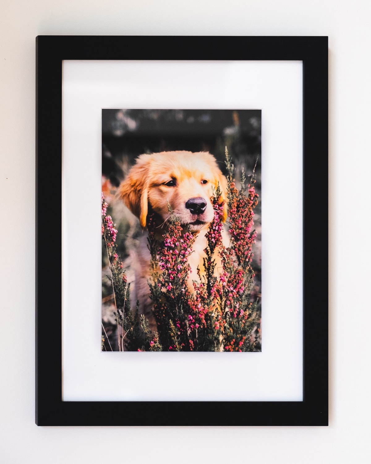 Pets in Focus, Framed Artwork