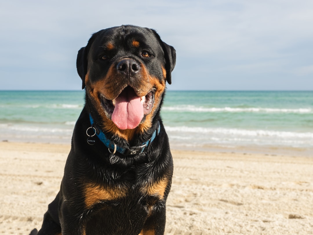 Happy Rottweiler at the beach