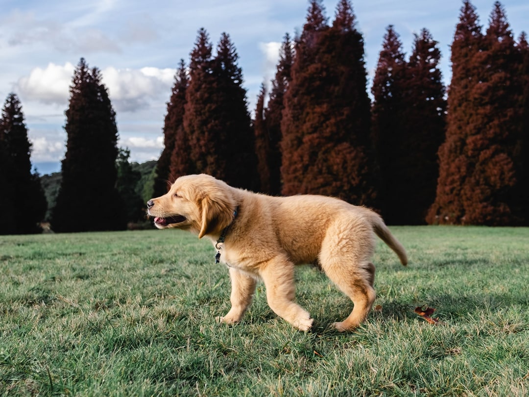 Cute Golden Retriever Puppy running at the park