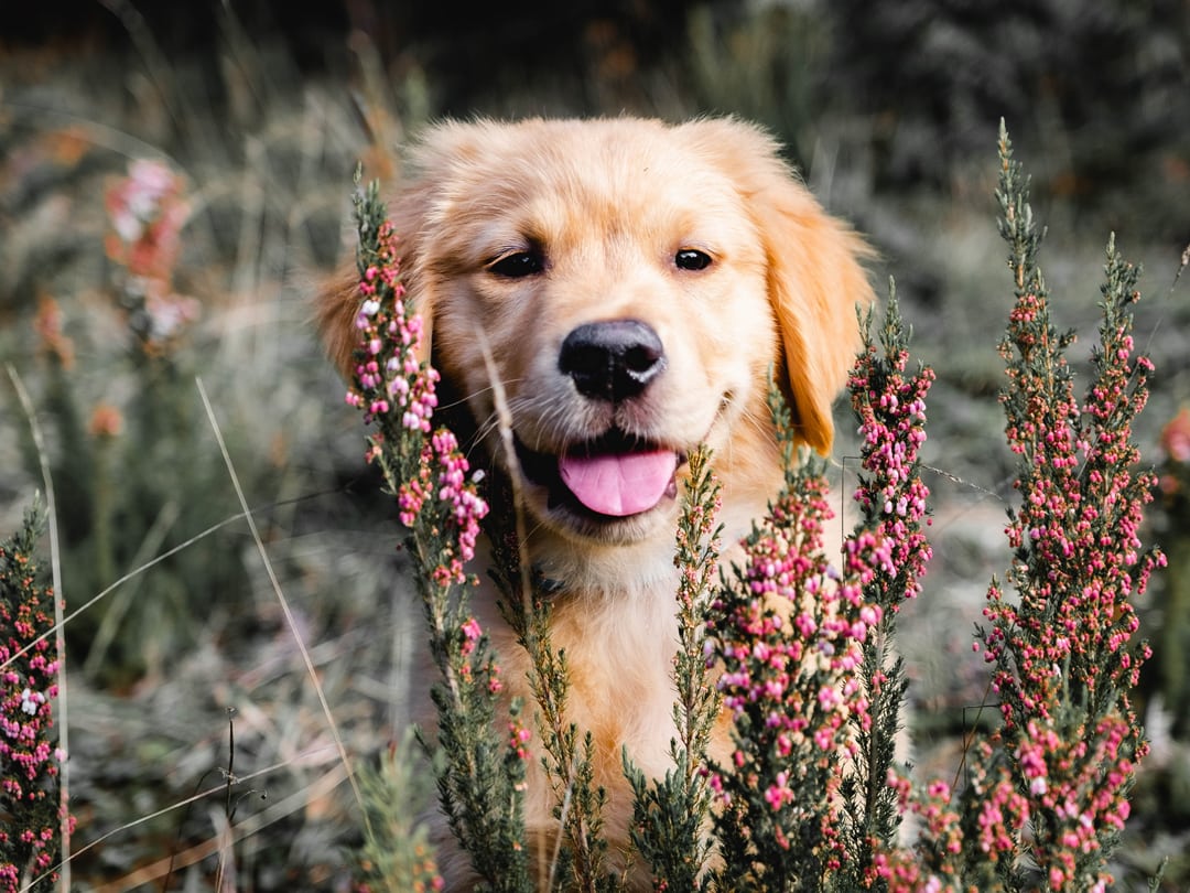 Beautiful Dog Photography, Dog in between flowers