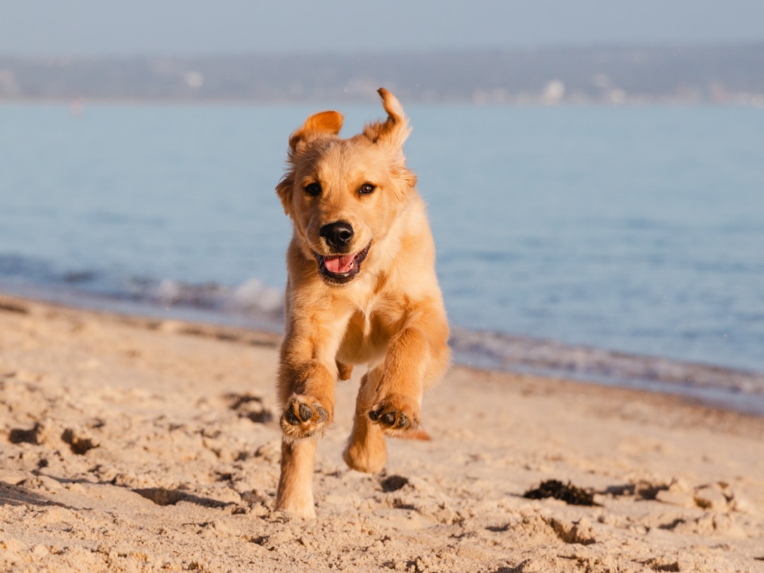 Cute Golden Retriever running on the beach