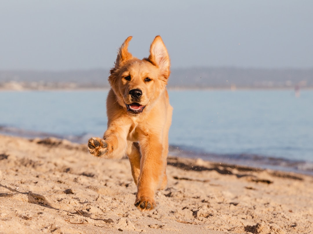 Golden Retriever puppy running on the beach