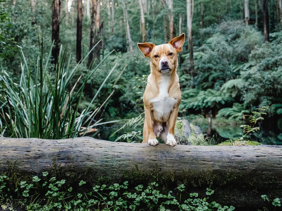 Beautiful dog portrait in a rainforest