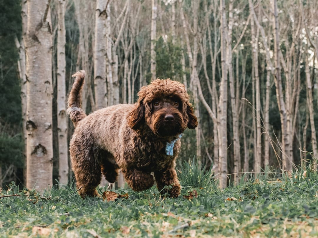 Cavoodle in a forrest