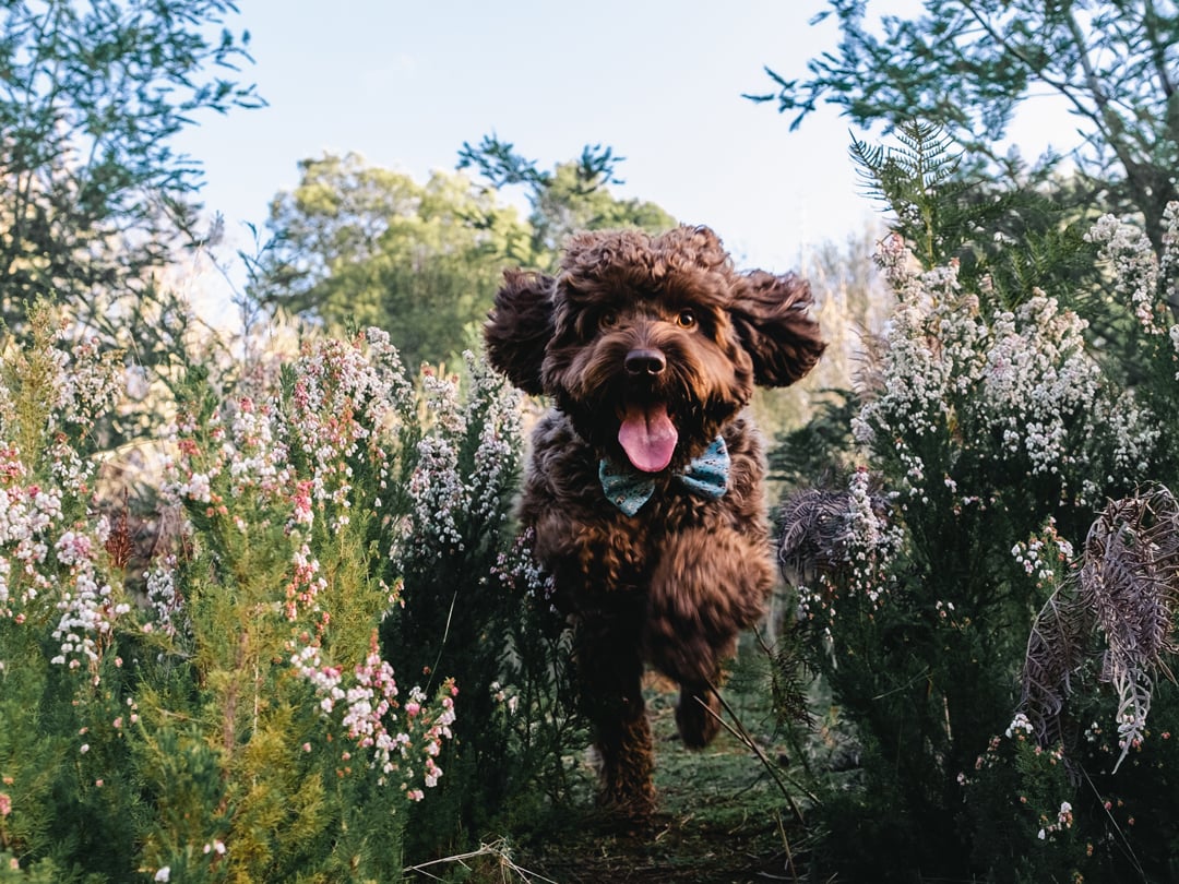 Cavoodle jumping through beautiful wild flowers