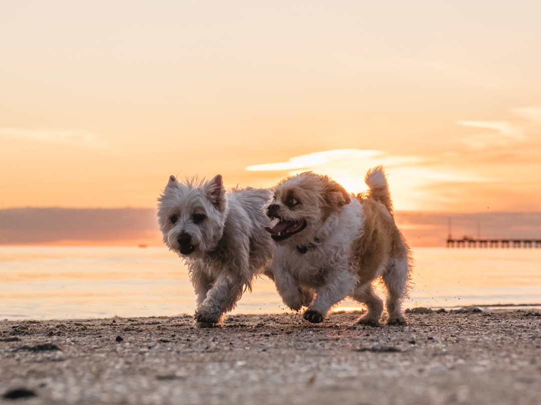 Two cute dogs running on the beach