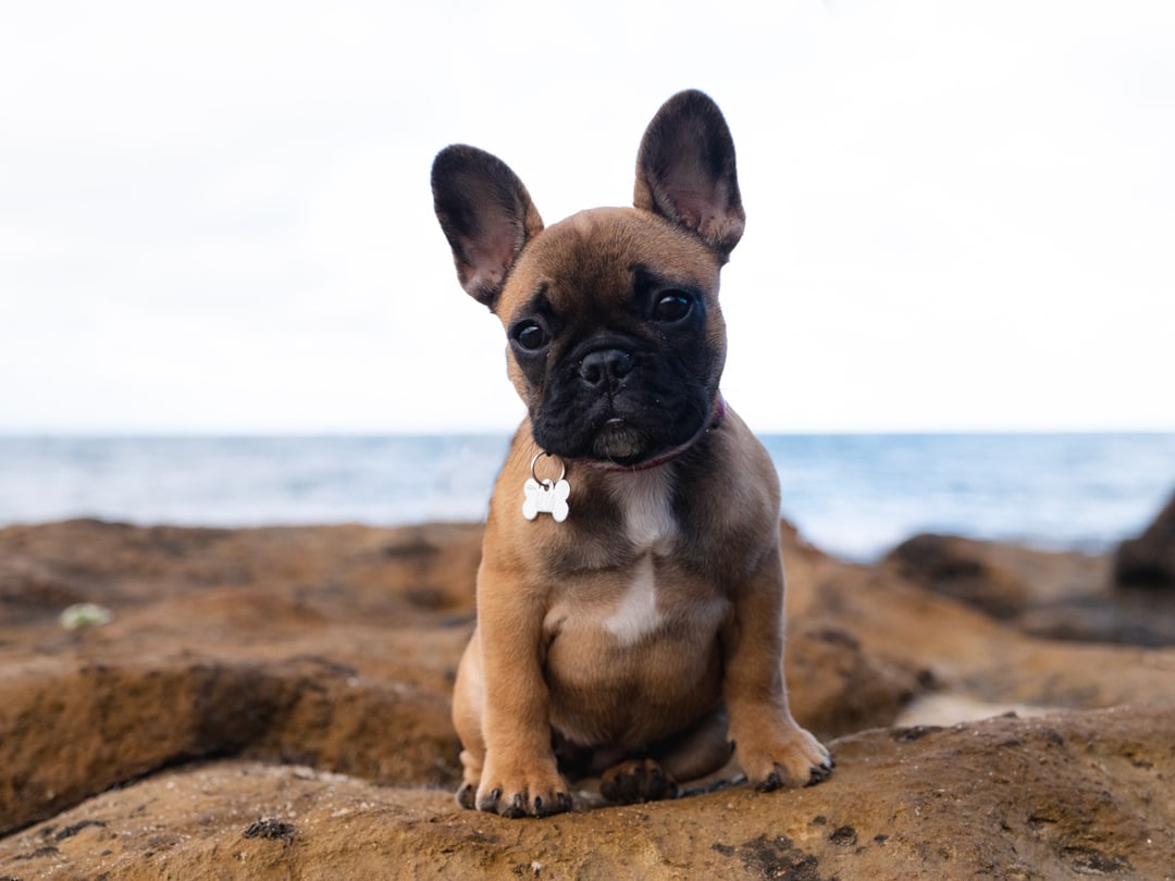 Cute French Bulldog Puppy Melbourne