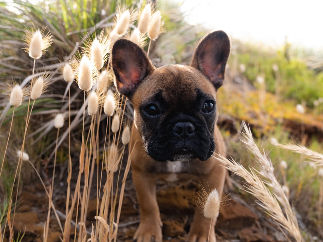 Cute French Bulldog Portrait