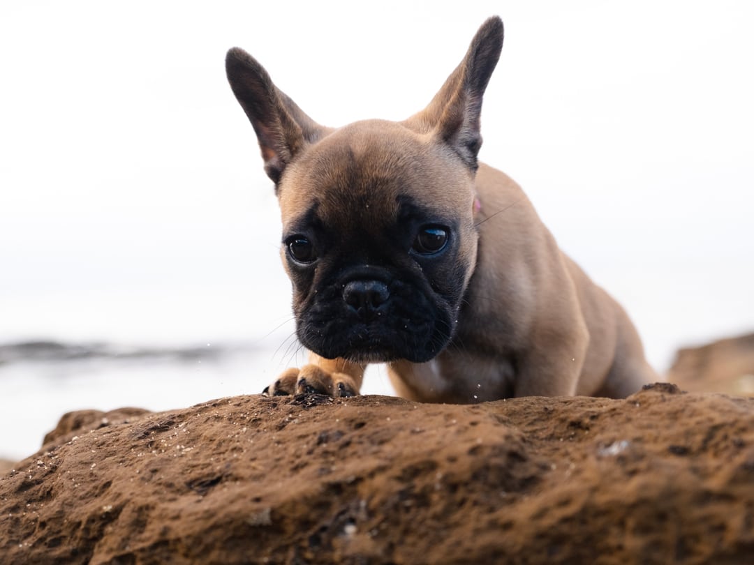 Cute French Bulldog t the Beach