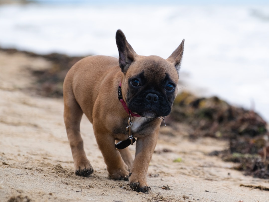 Cute Scared French Bulldog at the Beach