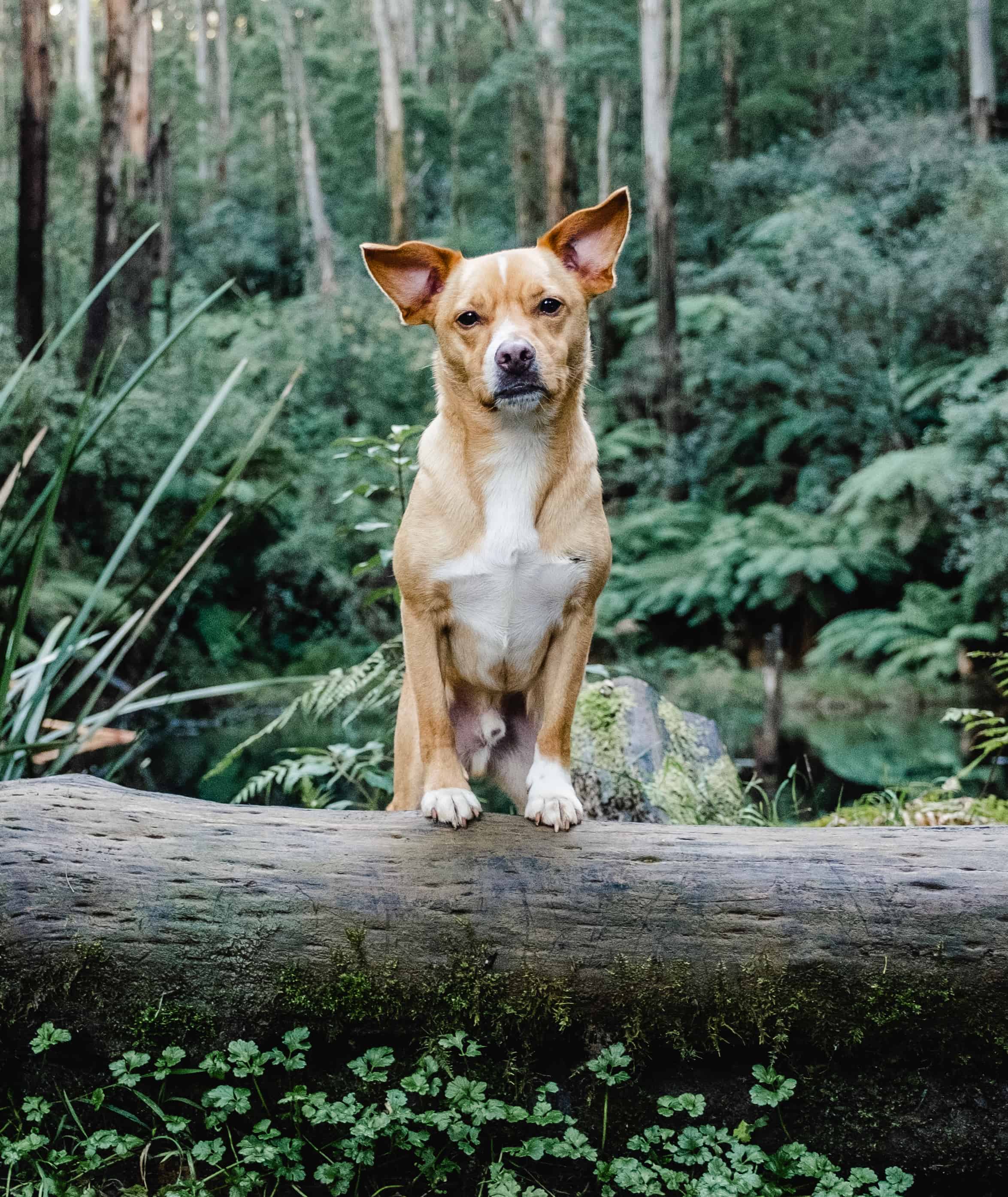 Dog photography in Olinda, Dandenong Ranges