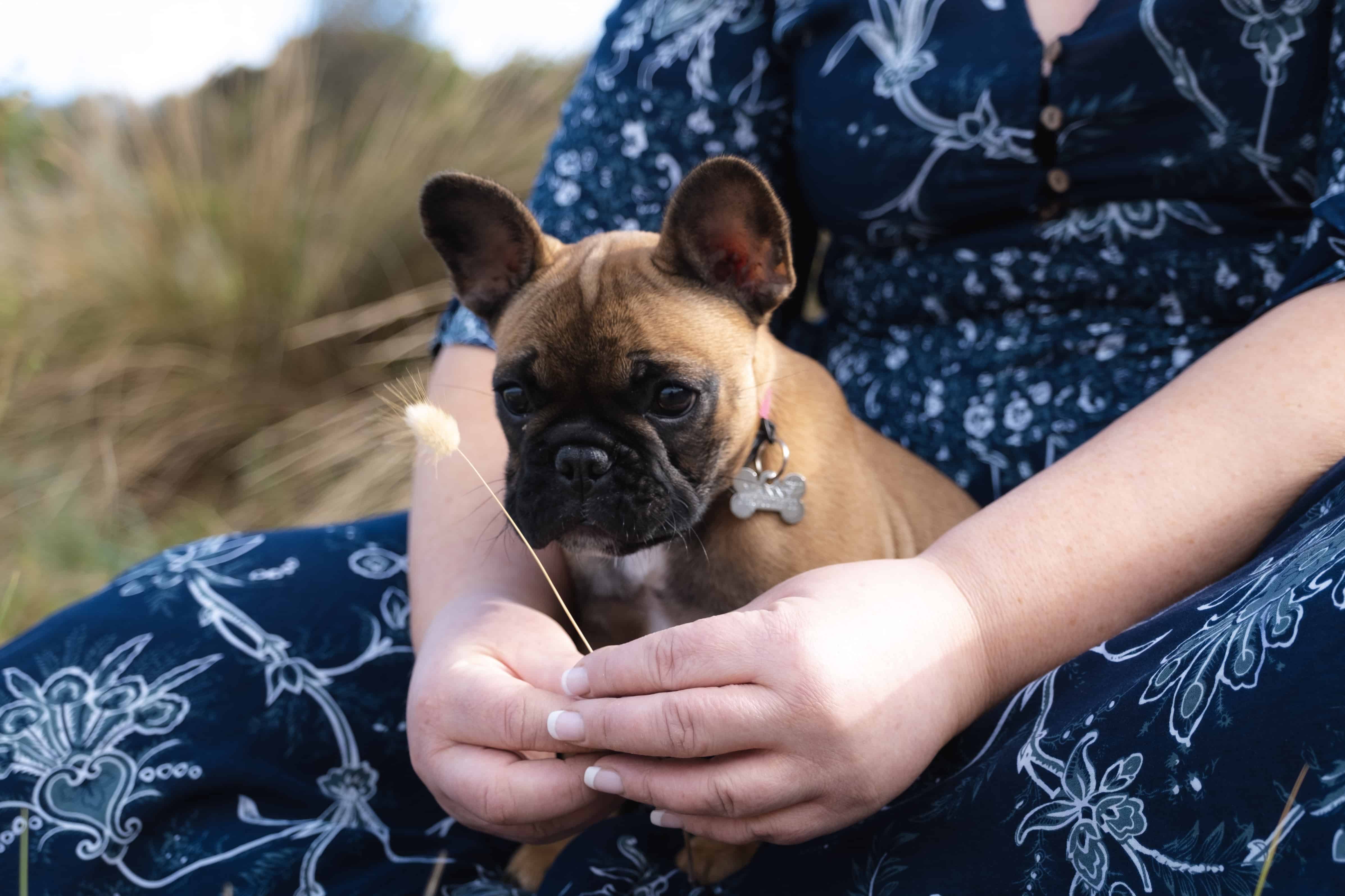 French Bulldog Puppy Playing