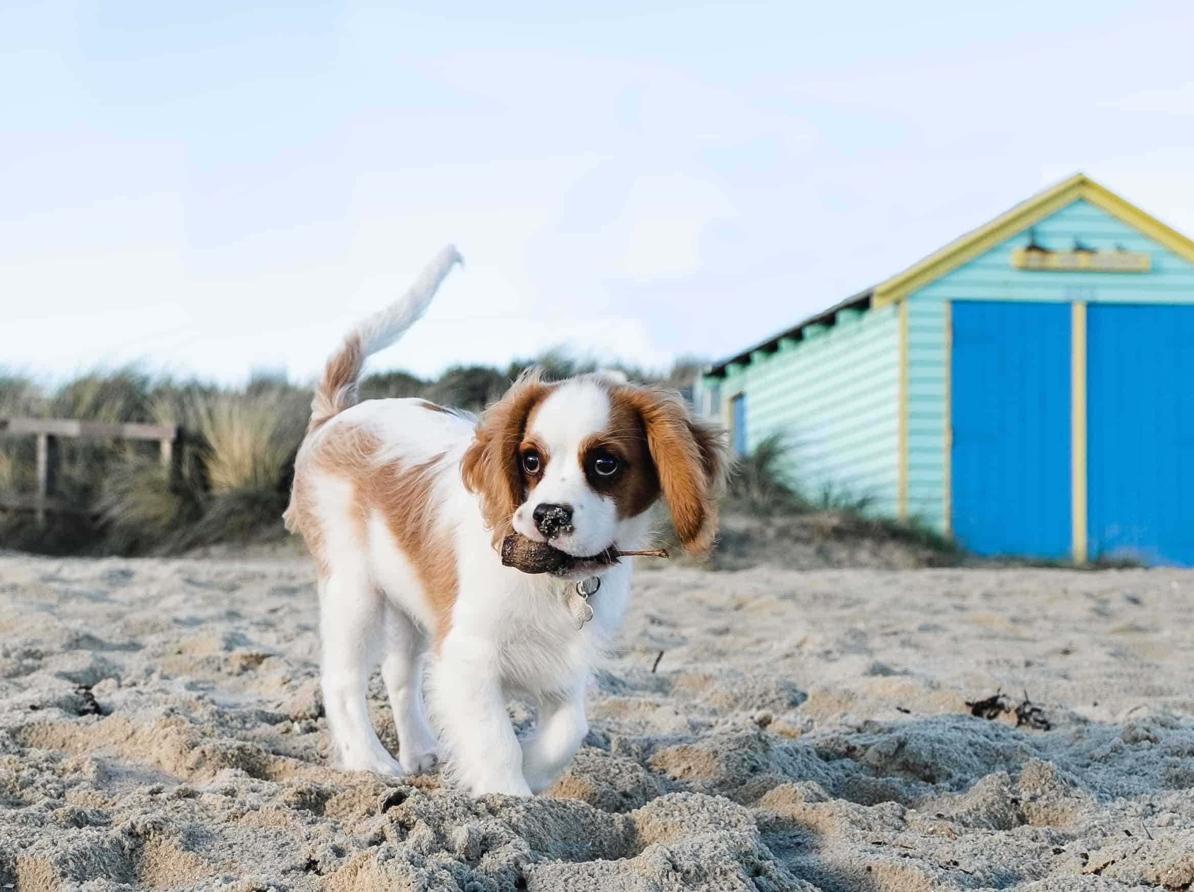 Cute puppy holding gum nut on the beach