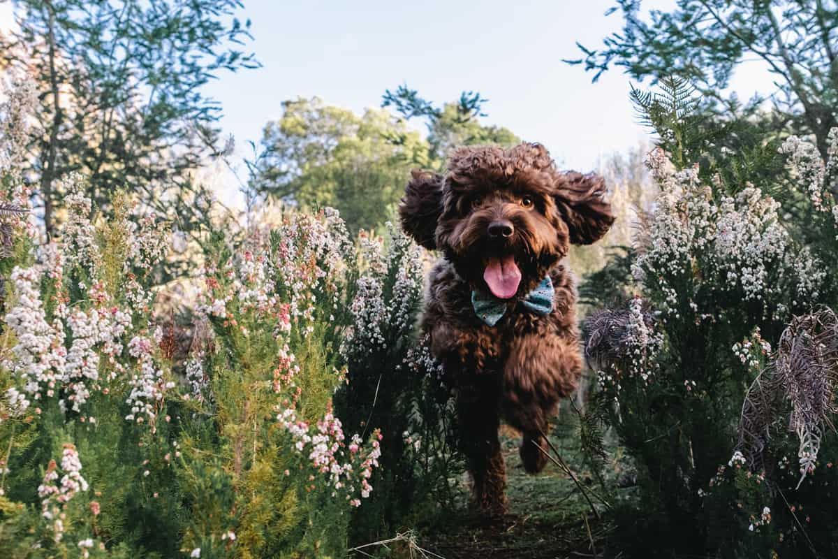 Cavoodle jumping through native flowers in Australia