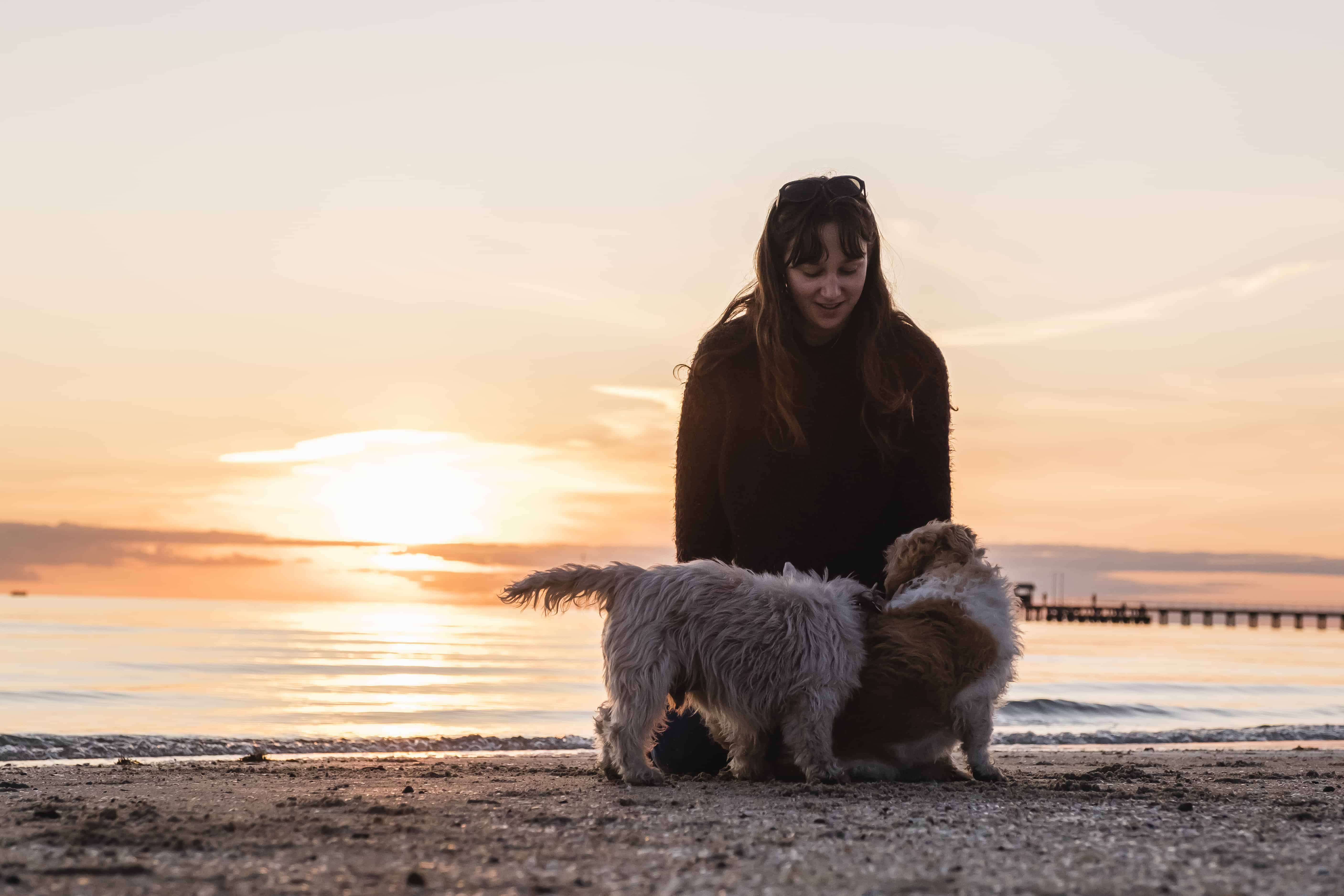Sunset with two dogs and owner
