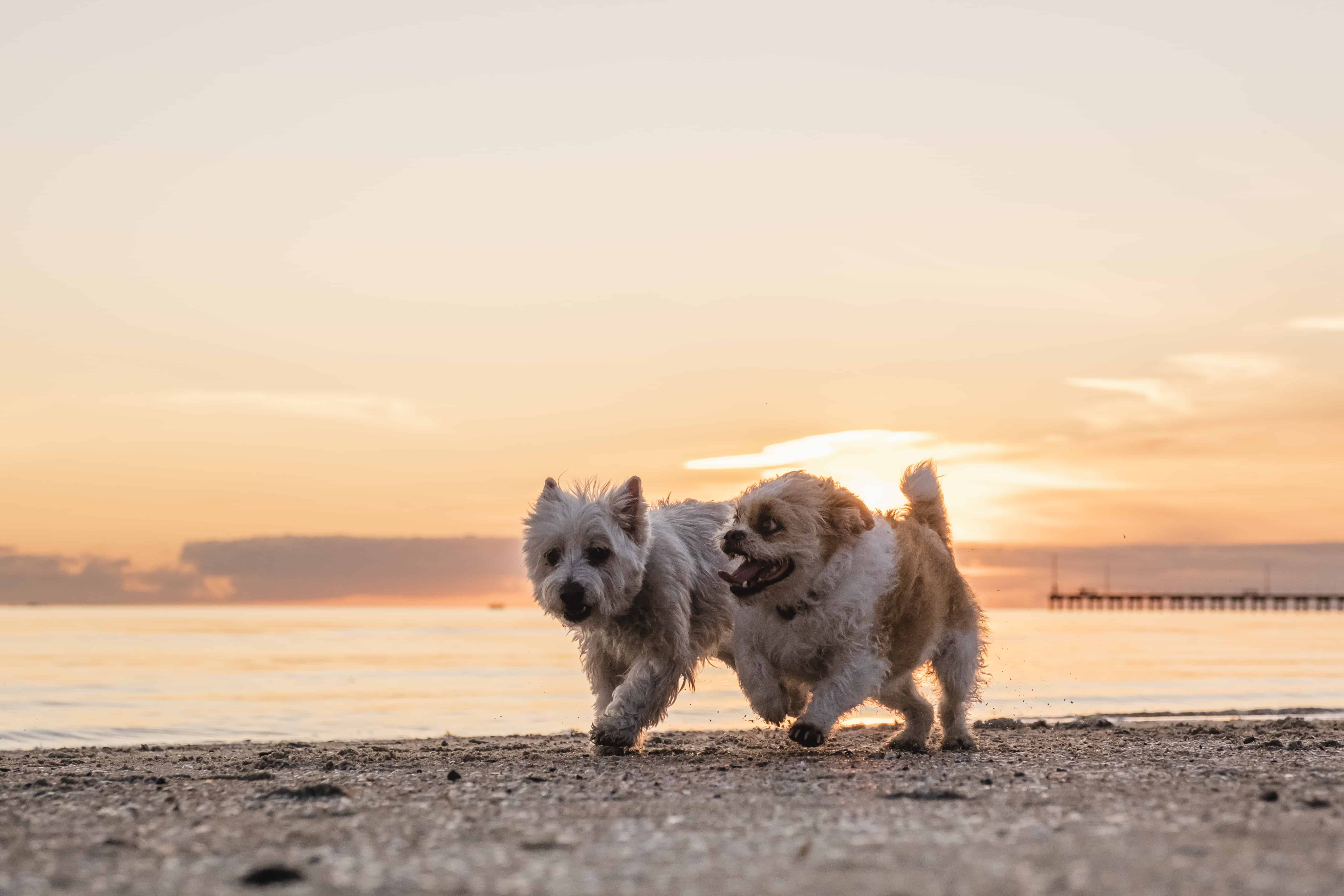 Two happy dogs running on the beach in Melbourne