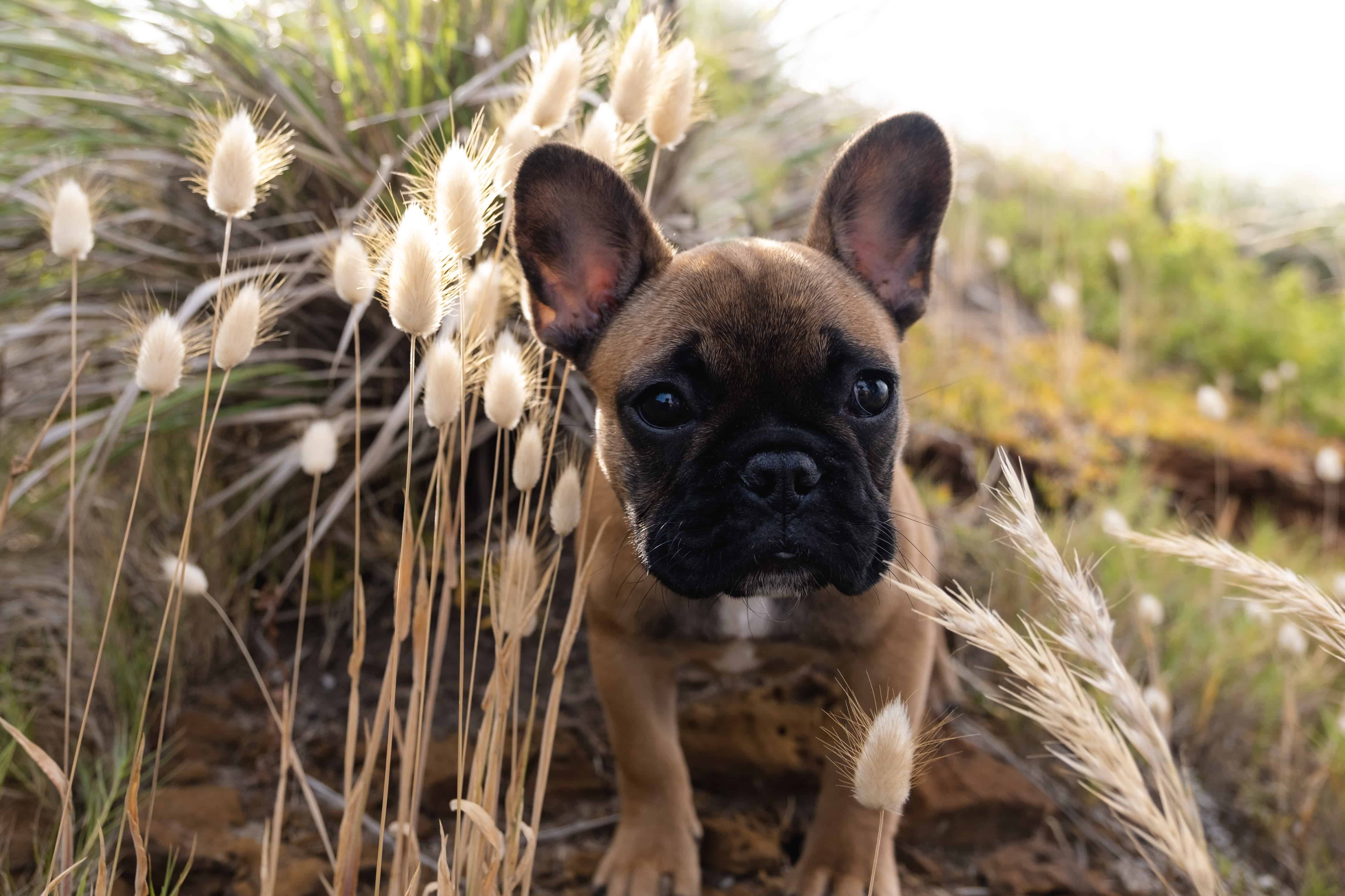 French Bulldog in Melbourne